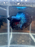 Black Light Halfmoon Male Betta | CG-99