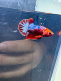 Hellboy Male Betta | RZ-79