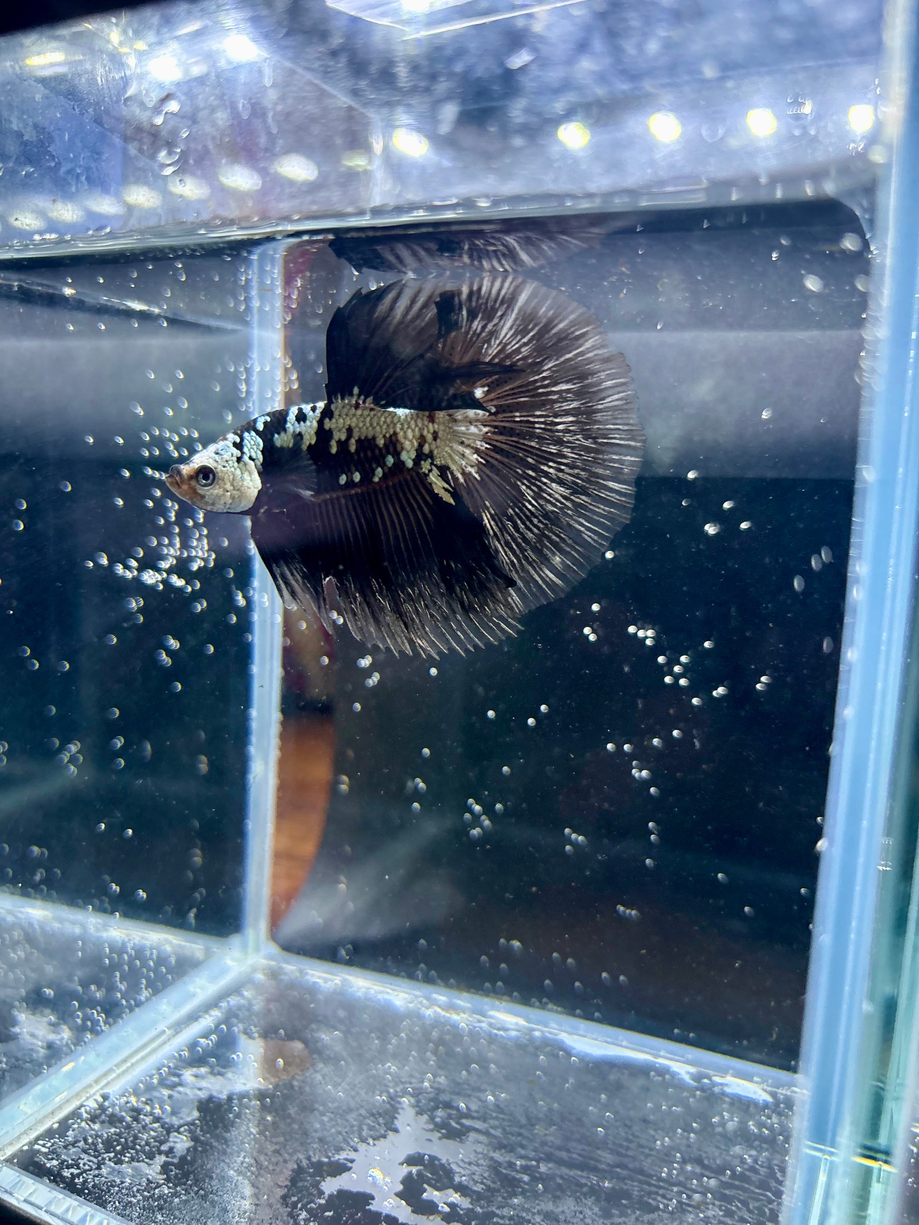 Black Samurai Marble Halfmoon Male Betta | CG-123