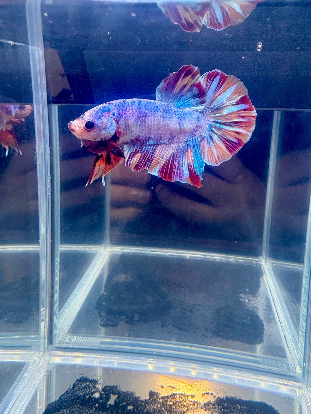 Giant Candy Halfmoon Plakat Male Betta | CG-73
