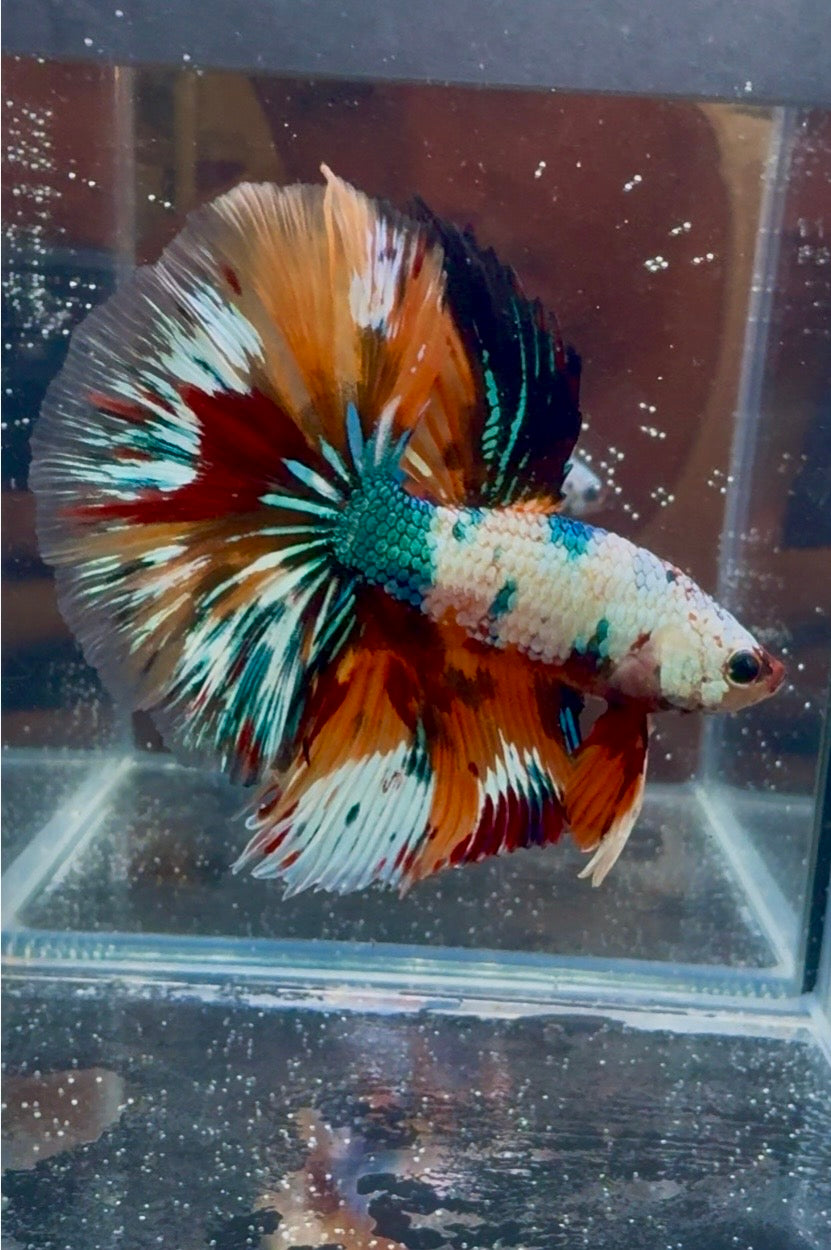 Koi Multicolor Candy Halfmoon Male Betta (High Grade) | CG-113
