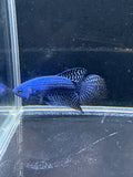 Blue Alien Male Betta | CG-22