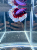 Red Butterfly Halfmoon Male Betta | CG-141