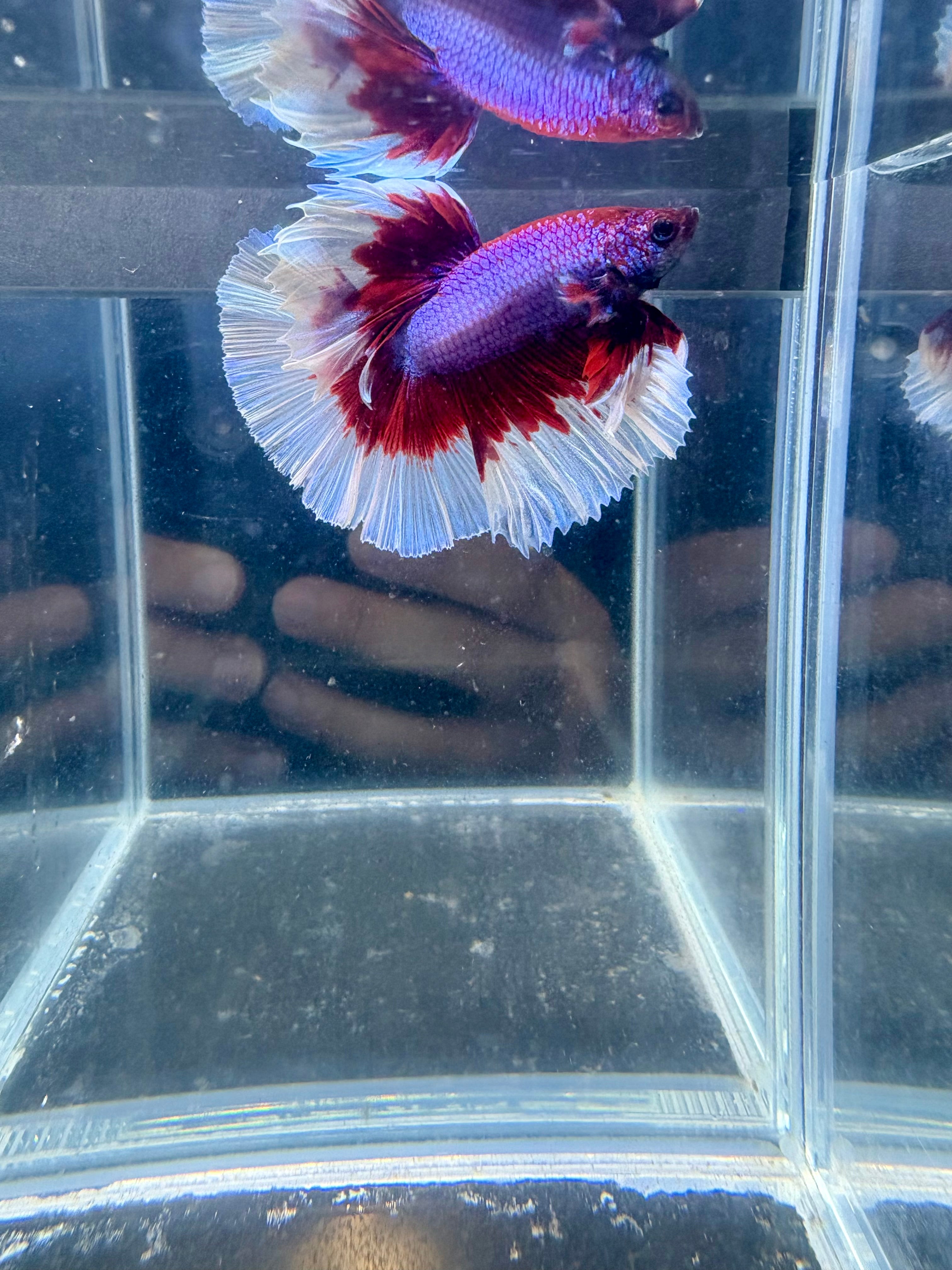 Red Butterfly Halfmoon Male Betta | CG-141
