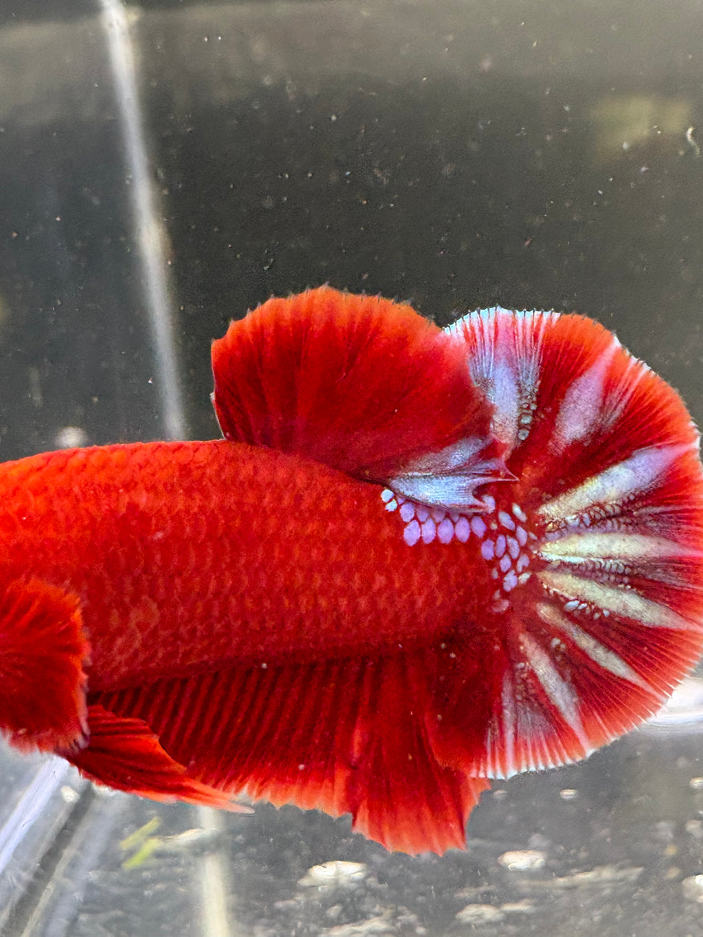 Hellboy HMPK — M-016