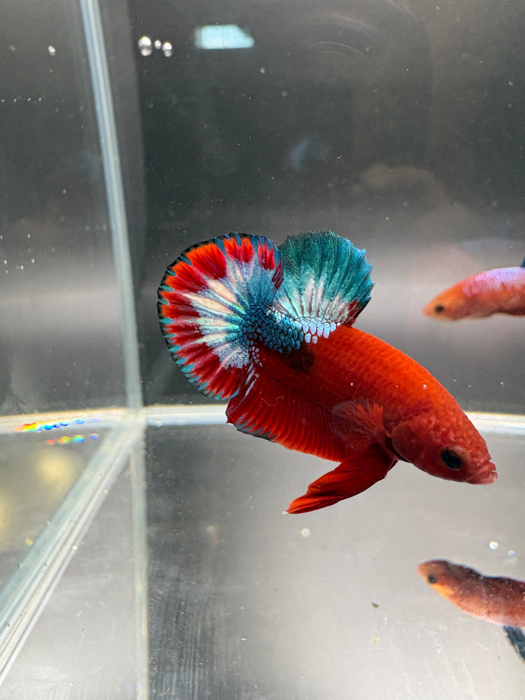 Hellboy Starlight HMPK Male — Show Grade
