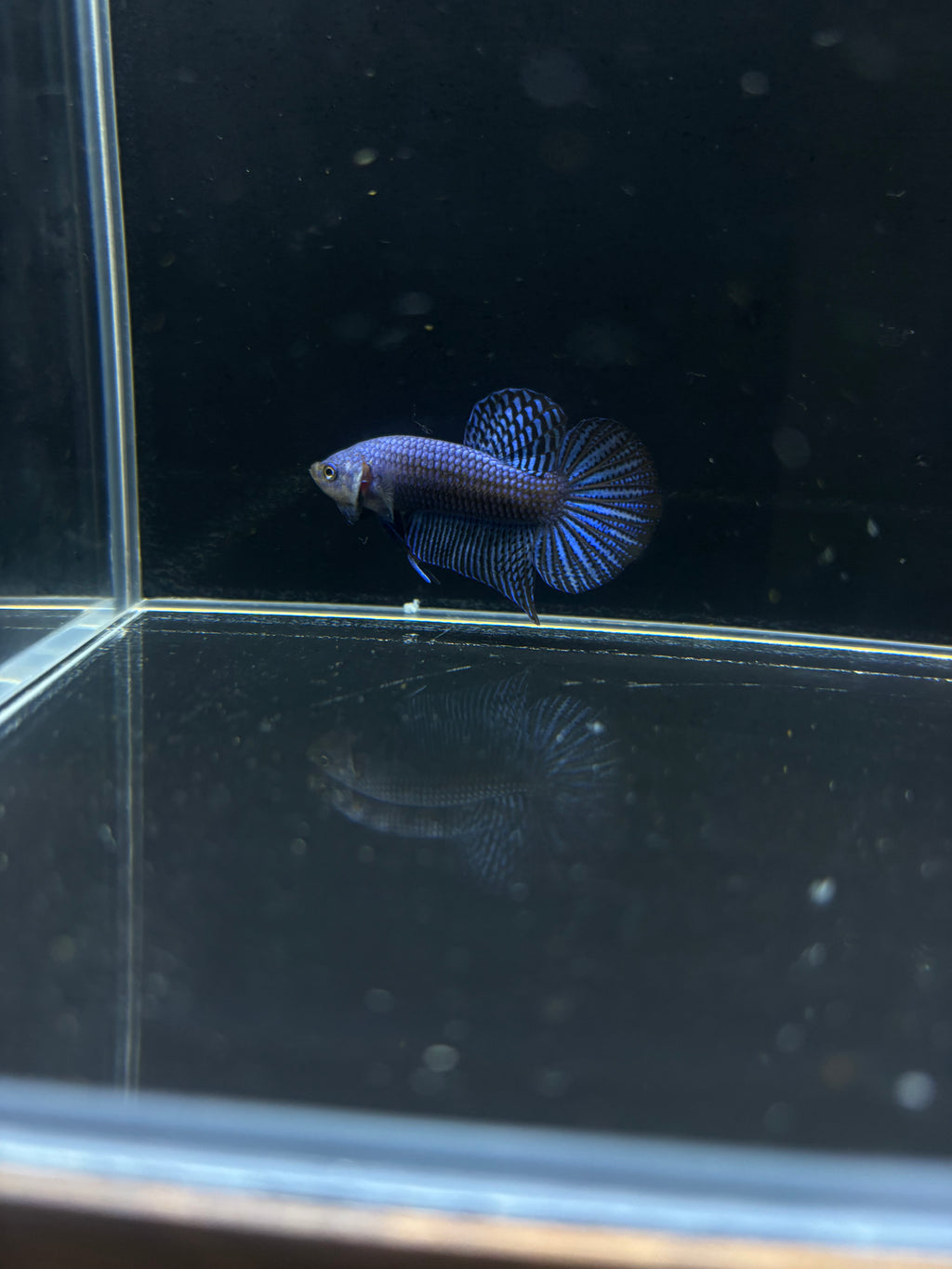 Blue Alien Male Betta | CG-24
