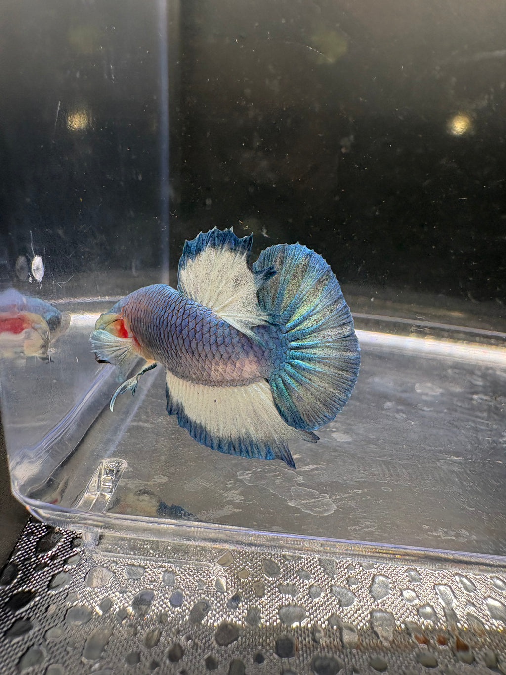 Azul Mármol HMPK — M-032
