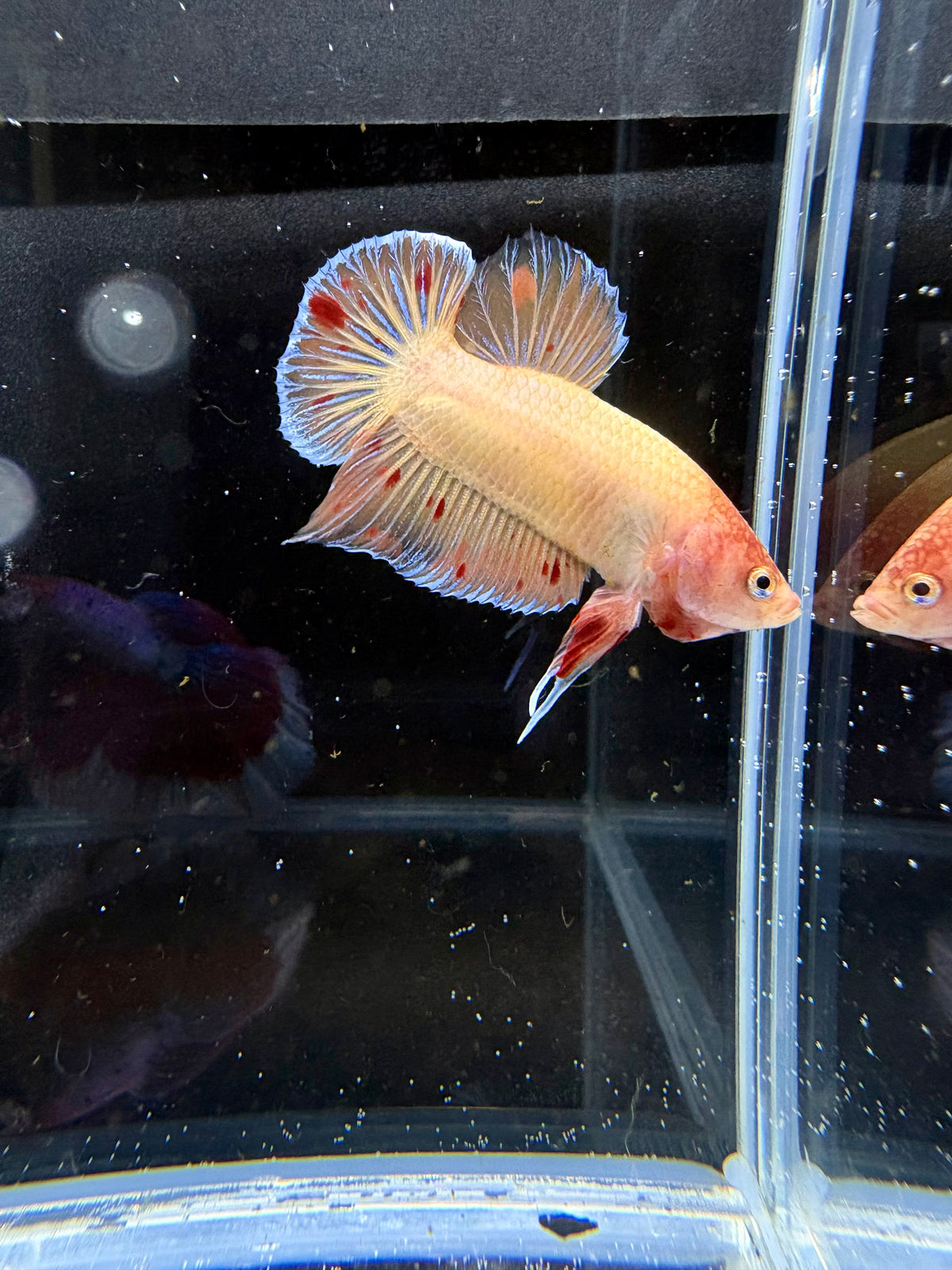 Armaggedon/Vanda HMPK Male Betta | CG-213
