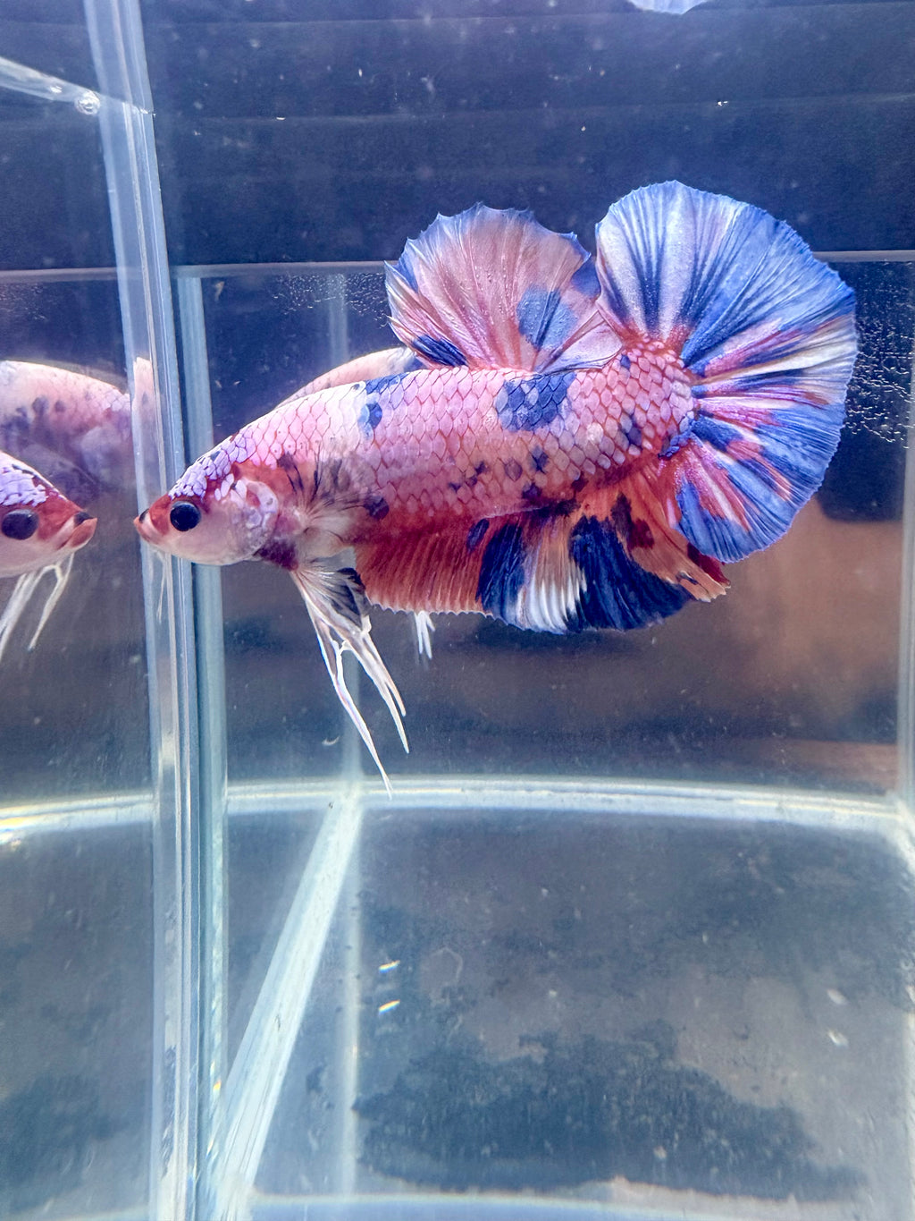 Giant Candy Halfmoon Plakat Male Betta | CG-76