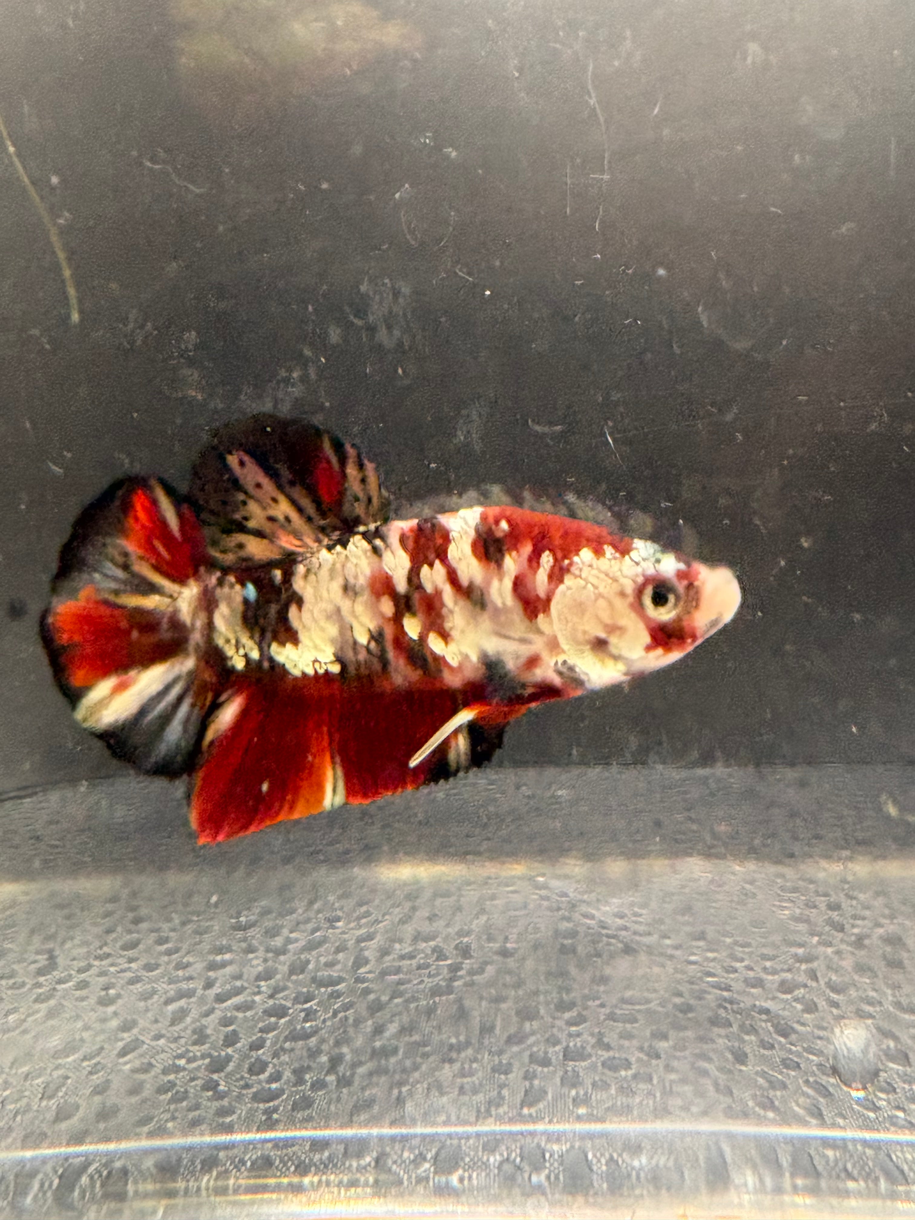 Koi Red Copper HMPK — M-034(2)