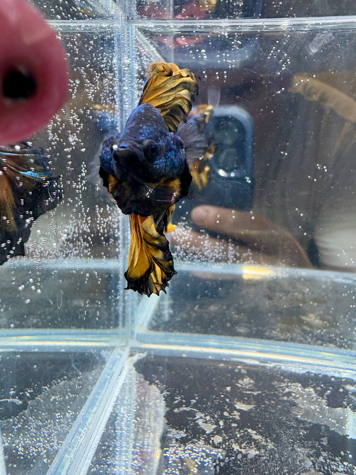 Black Yellow Mustard Gas Over Halfmoon Male Betta | CG-207