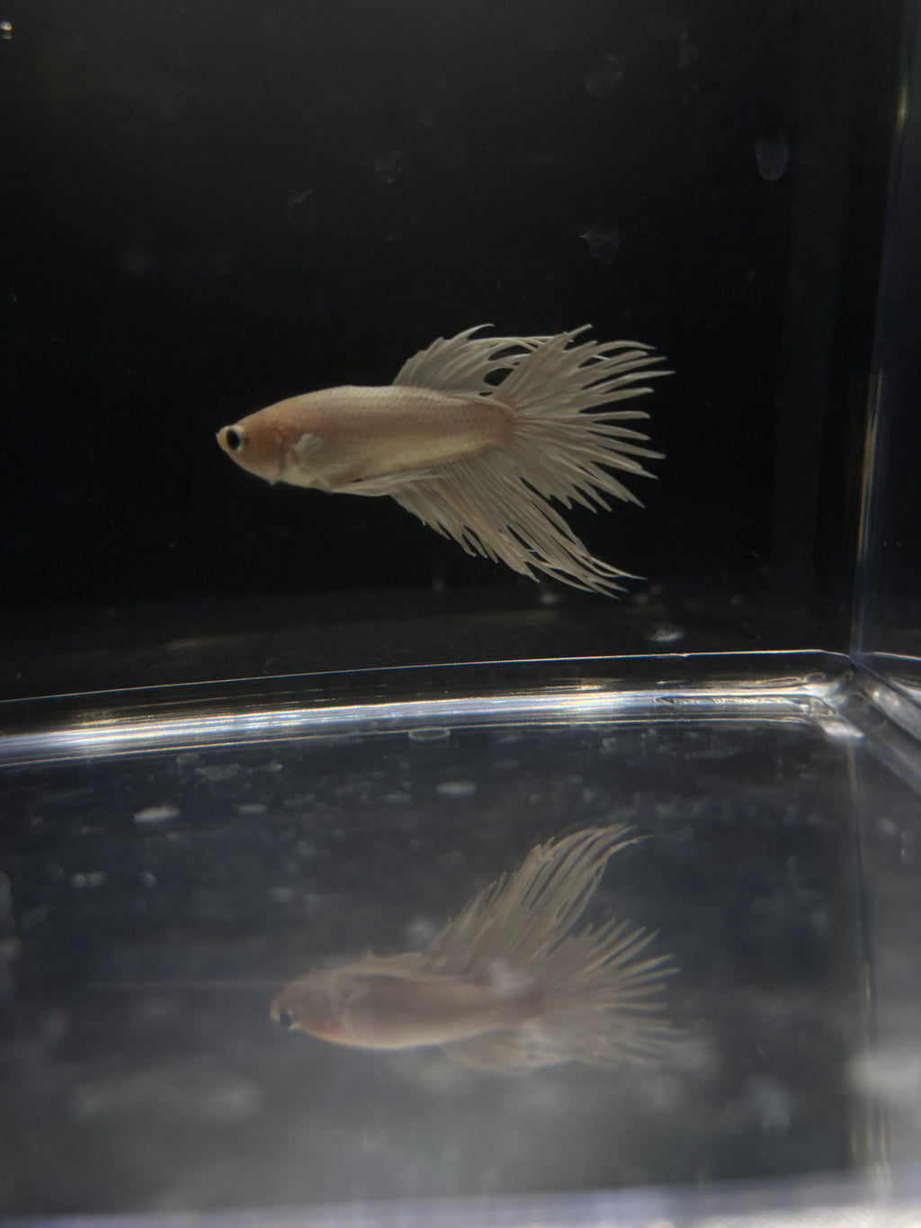 White Crowntail — M-030(1)