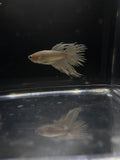 White Crowntail — M-030(1)