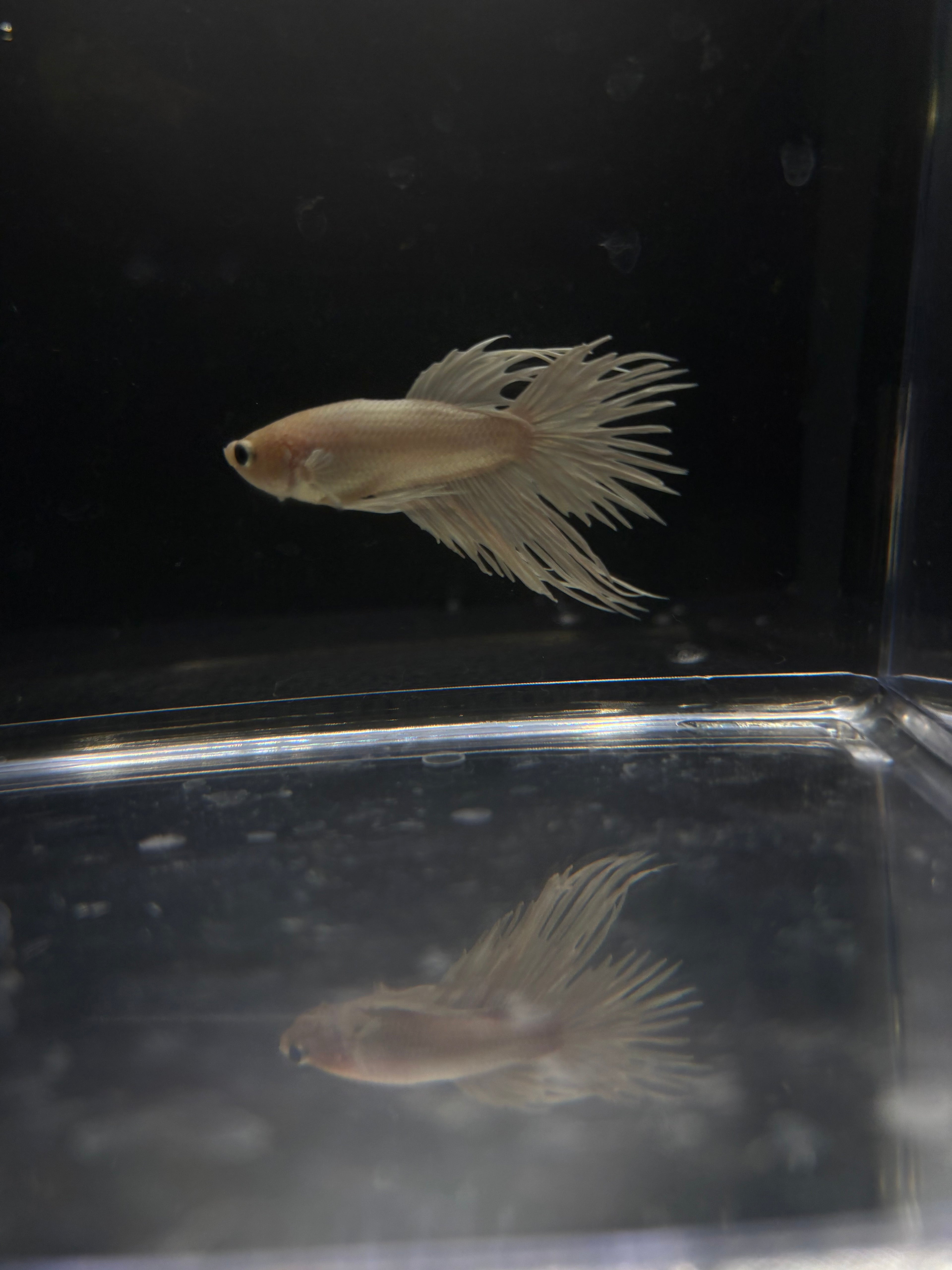 White Crowntail — M-030(1)