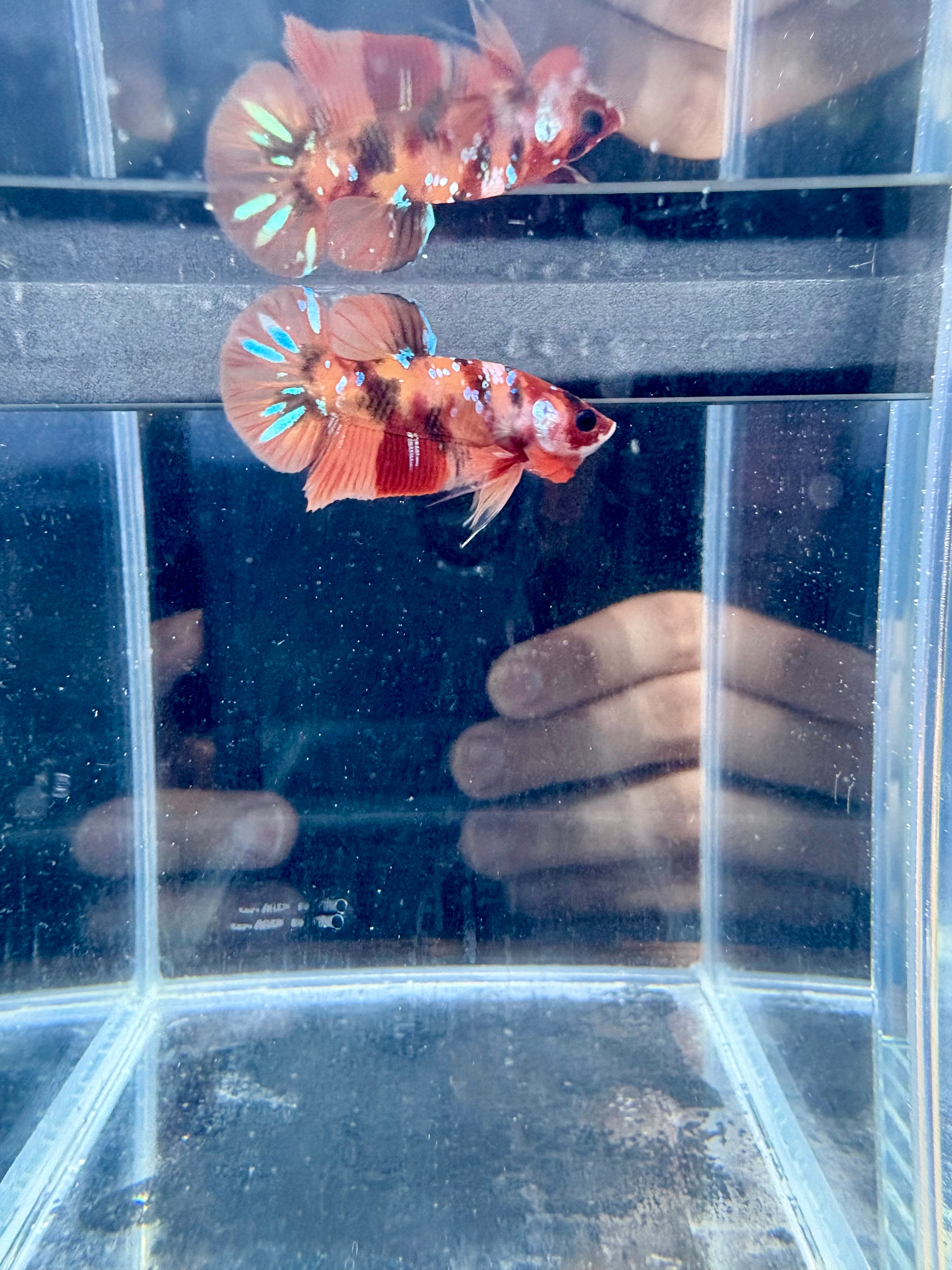 Nemo Male Betta | RZ-111
