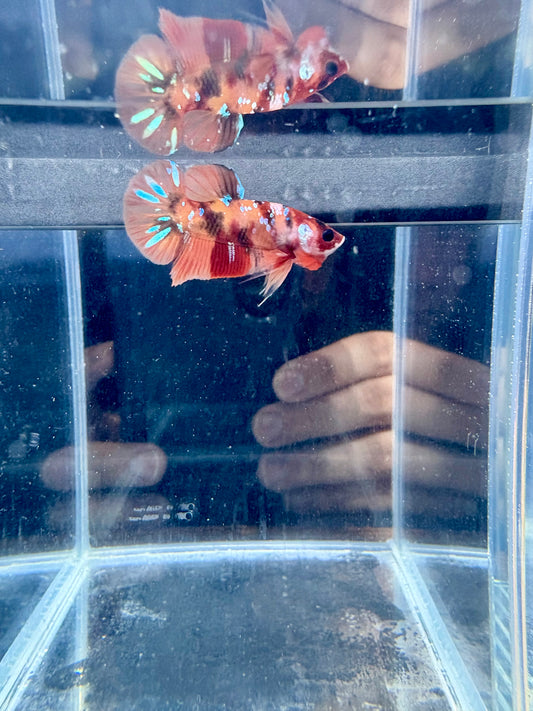 Nemo Male Betta | RZ-111