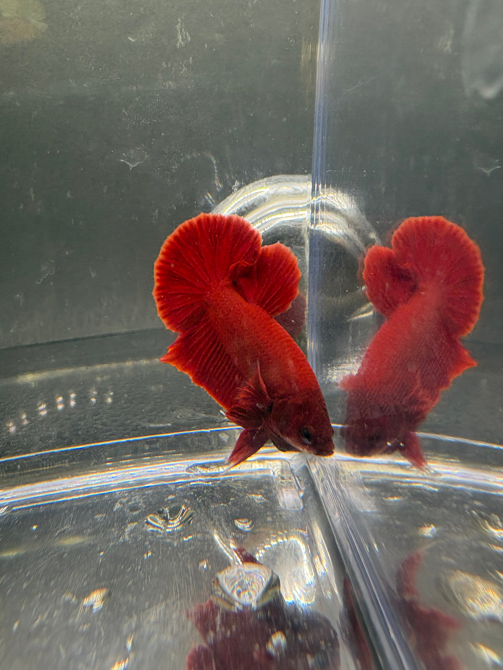 Super Red HMPK — M-011