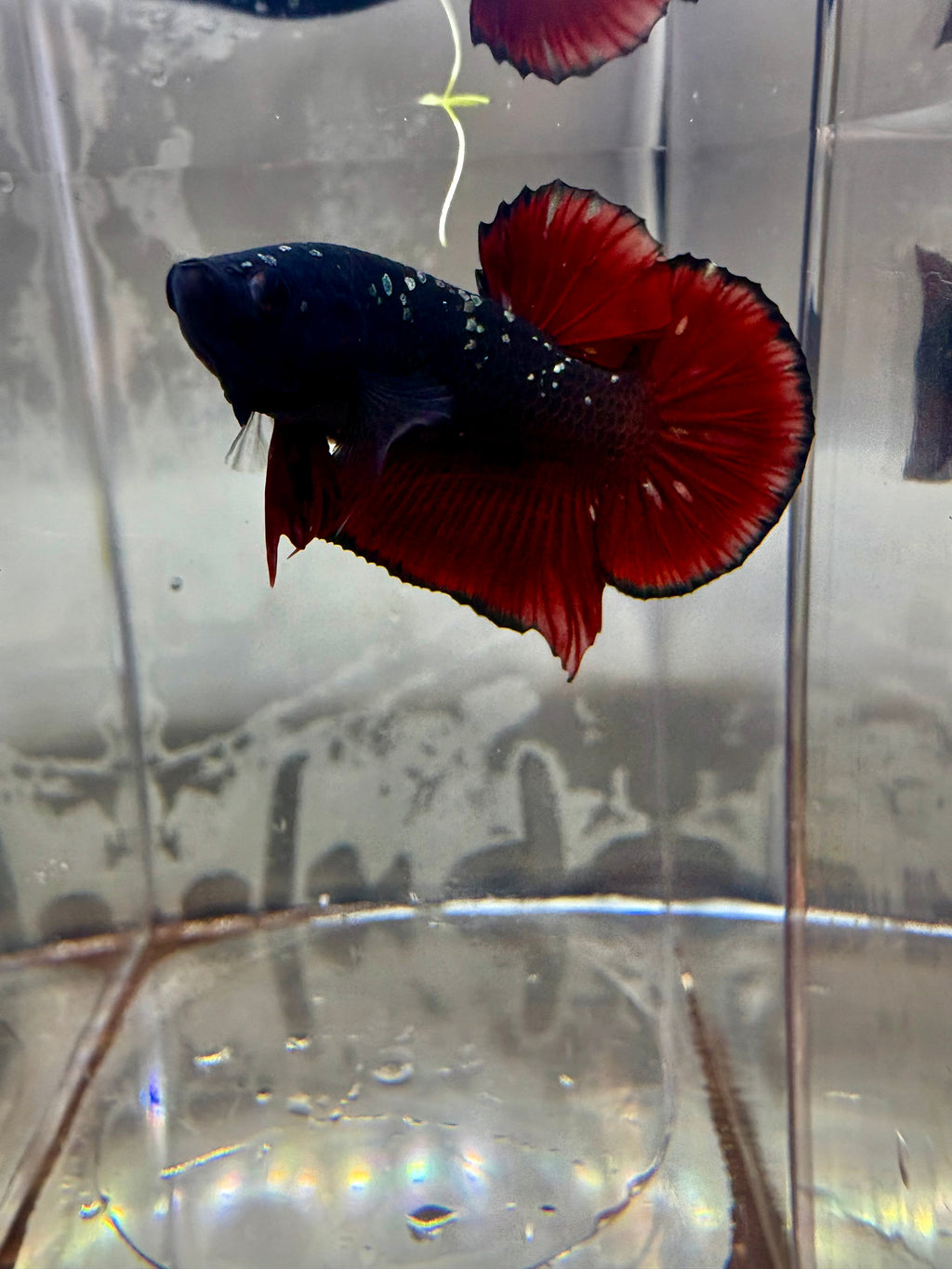 Avatar Nebula Male Betta | RZ-11