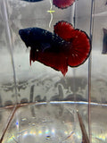 Avatar Nebula Male Betta | RZ-11