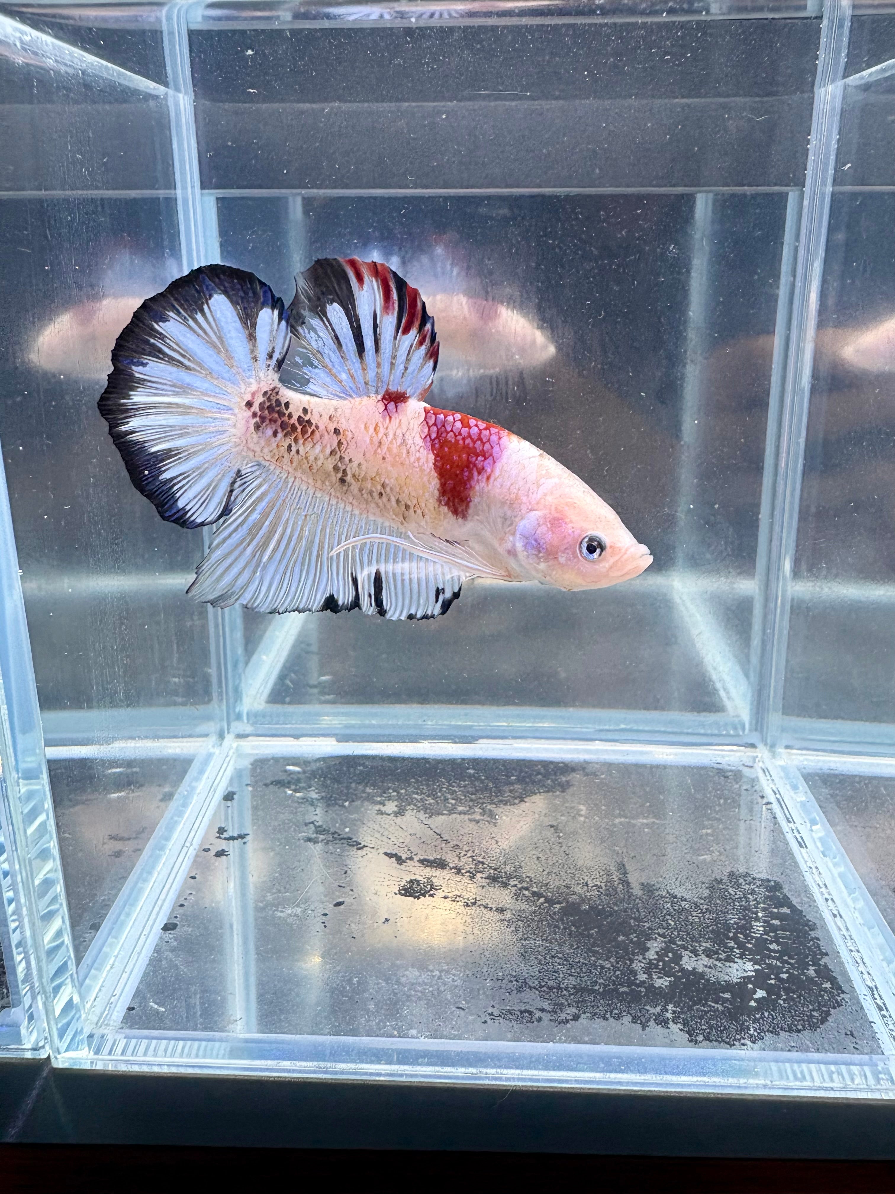Live Giant Betta Pink Marble HMPK Male Premium | CG-80