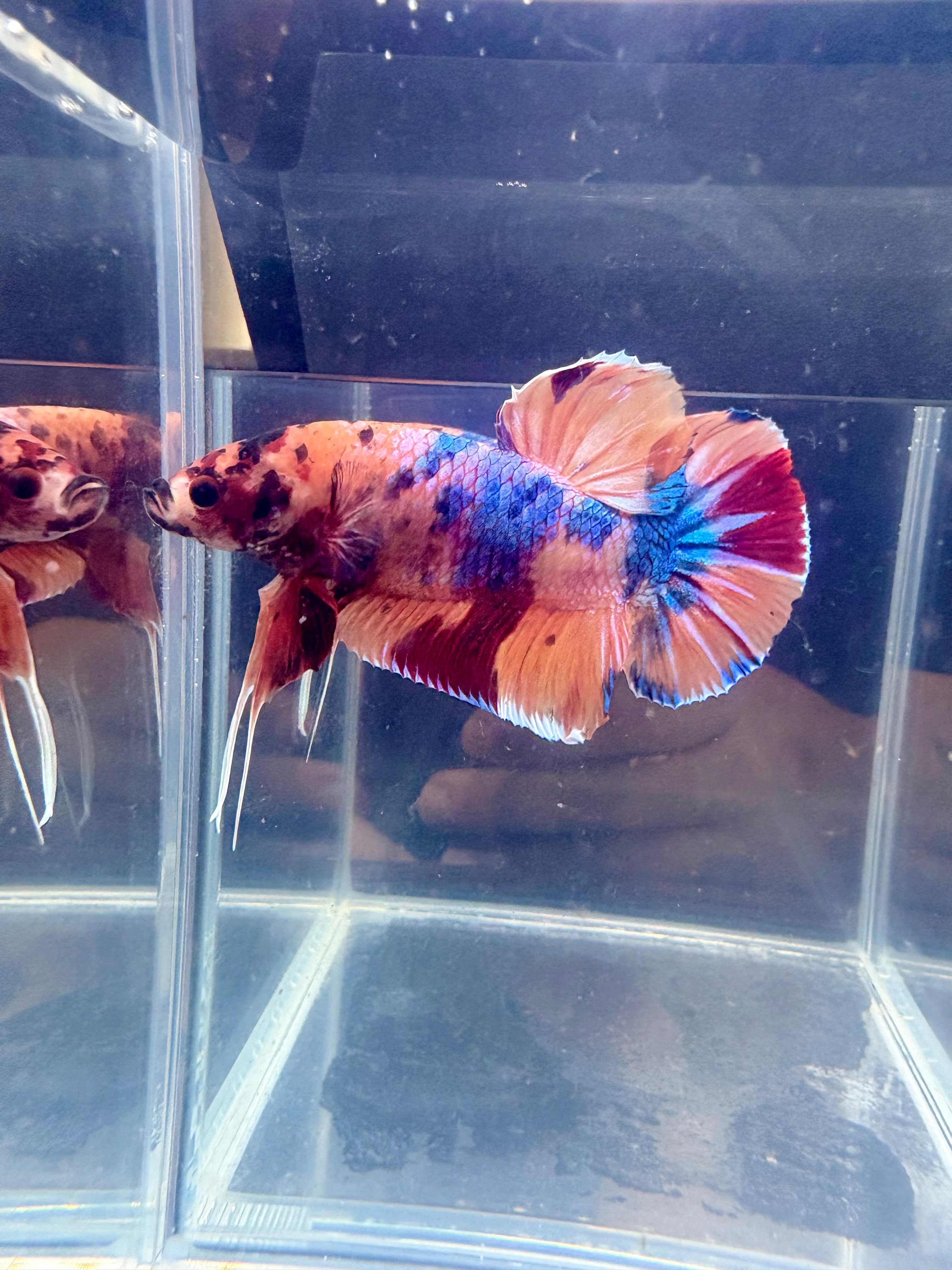 Giant Jumbo Candy Galaxy Koi Male Betta Fish Male | CG-75
