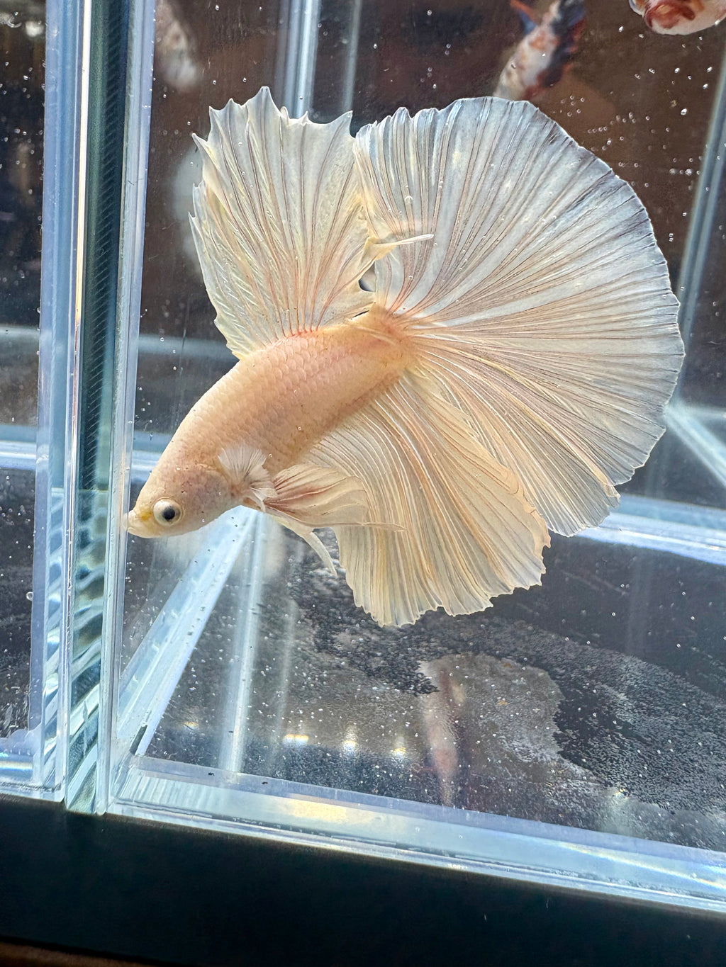 Dumbo Super White Halfmoon Male Betta | CG-128