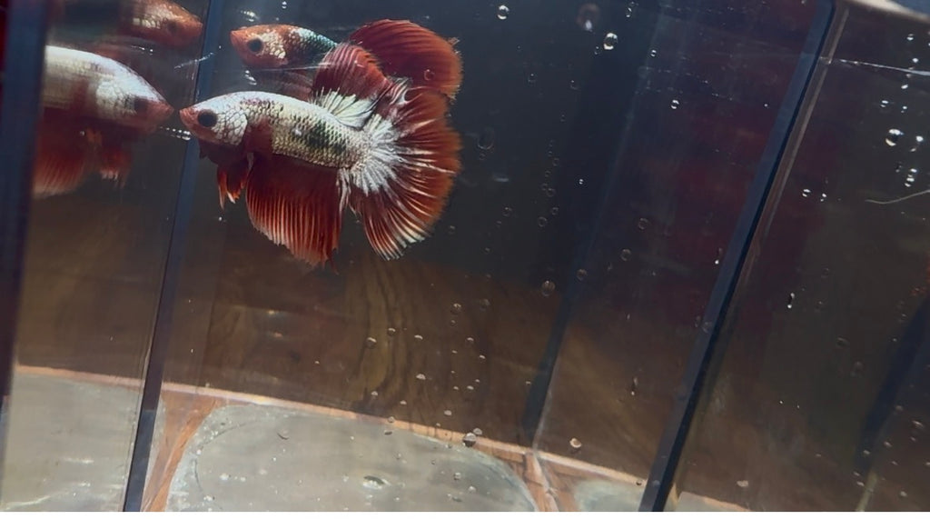 FCCP Delta Male Betta | RZ-39