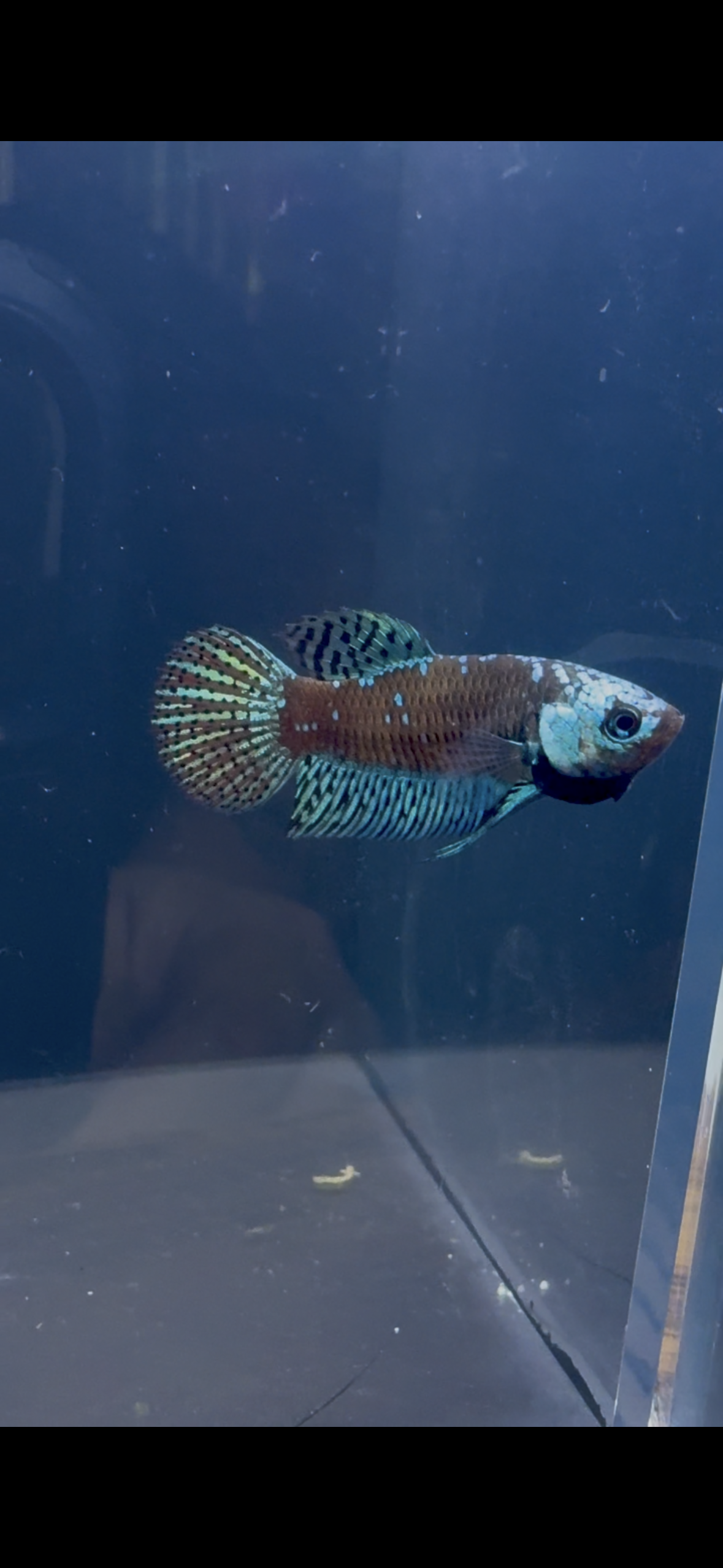 Alien Samurai Male Betta | RZ-1/RZ-2