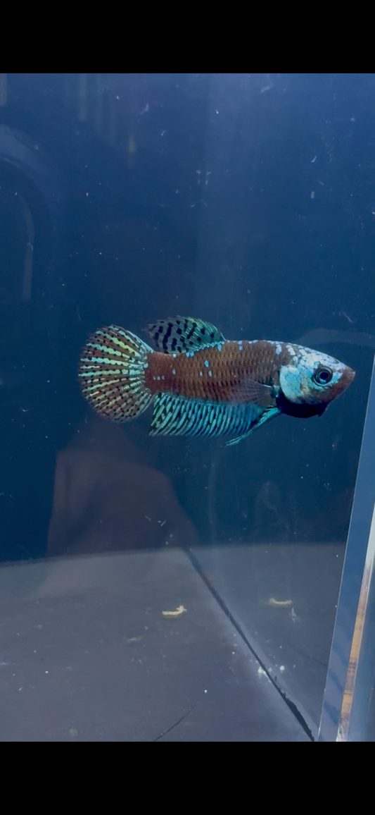Alien Samurai Male Betta | RZ-1/RZ-2