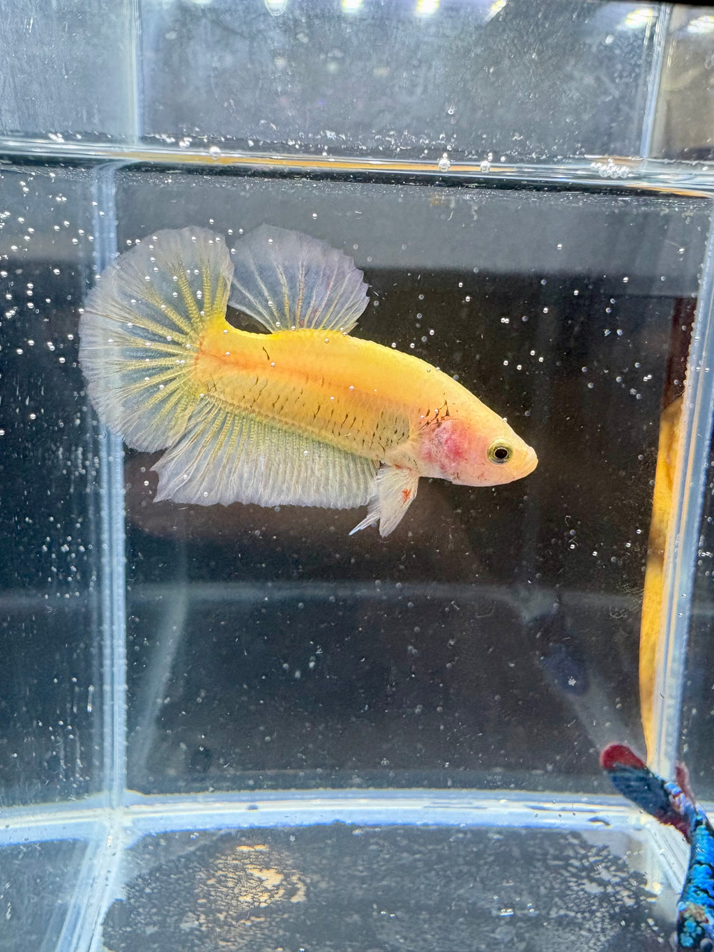 Yellow Banana HMPK Male Betta | RZ-90