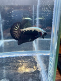 Samurai Male Betta | RZ-95