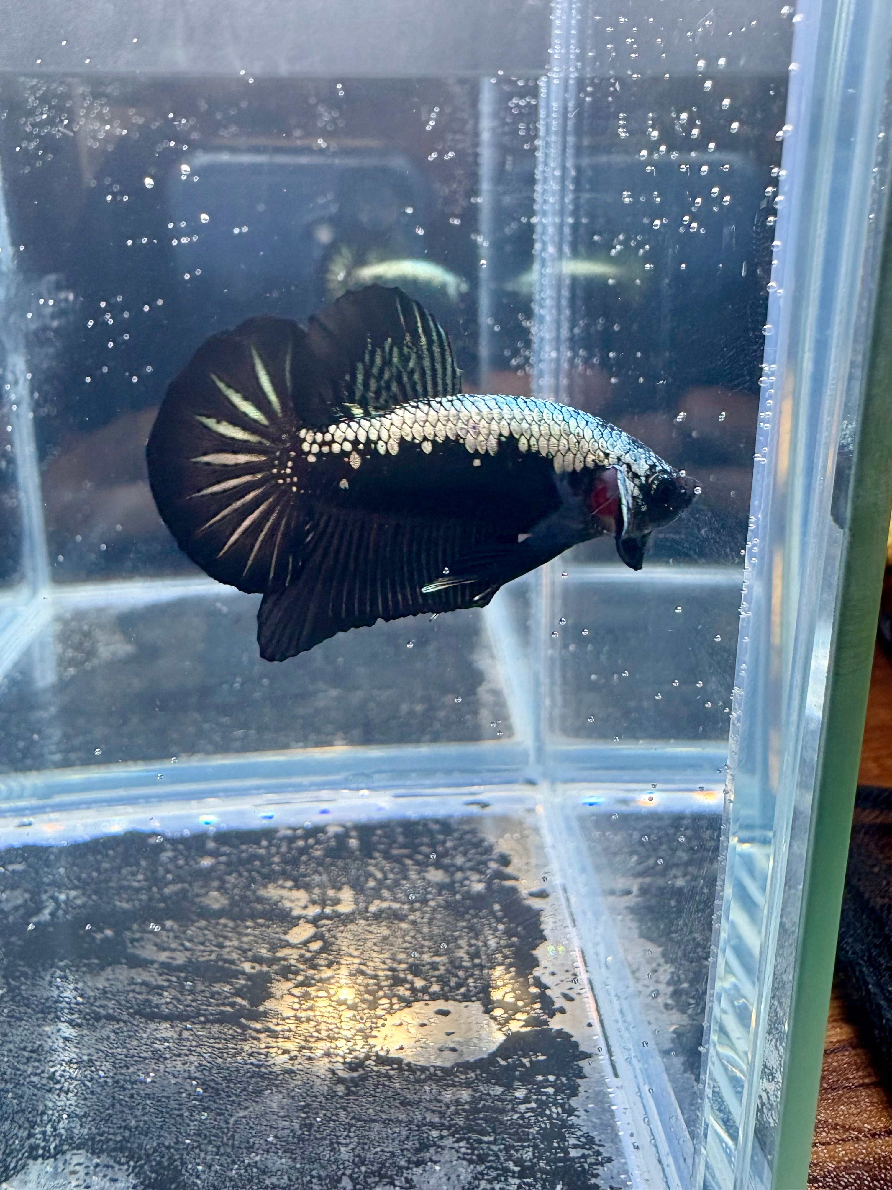 Samurai Male Betta | RZ-95