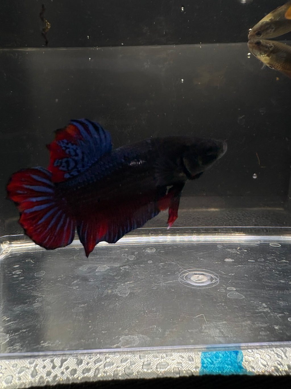 Blue Thai Fighter Breeding Pair (1)