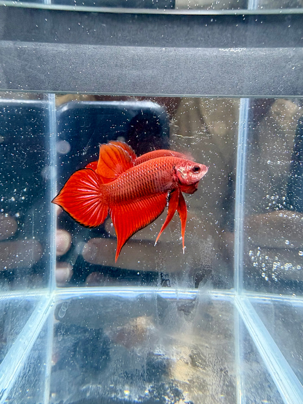 Live Male Betta Hybrid Red Splendens Wild Plakat | CG-16-17