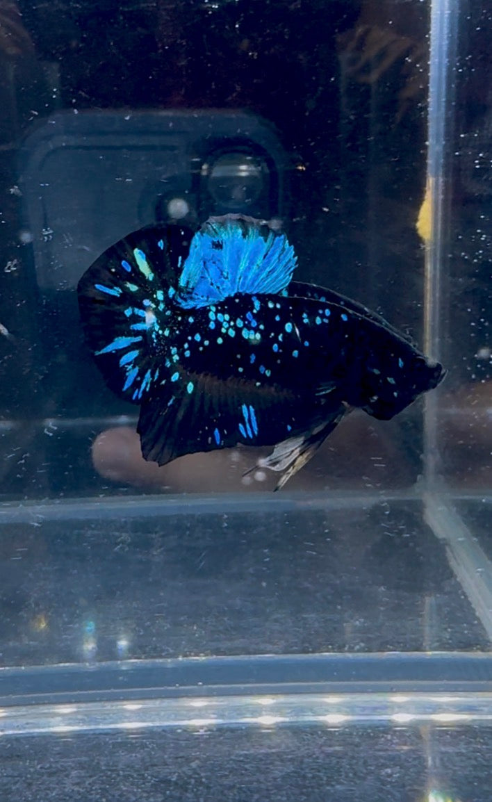 Avatar Nebula HMPK Live Betta Fish Male | CG-227