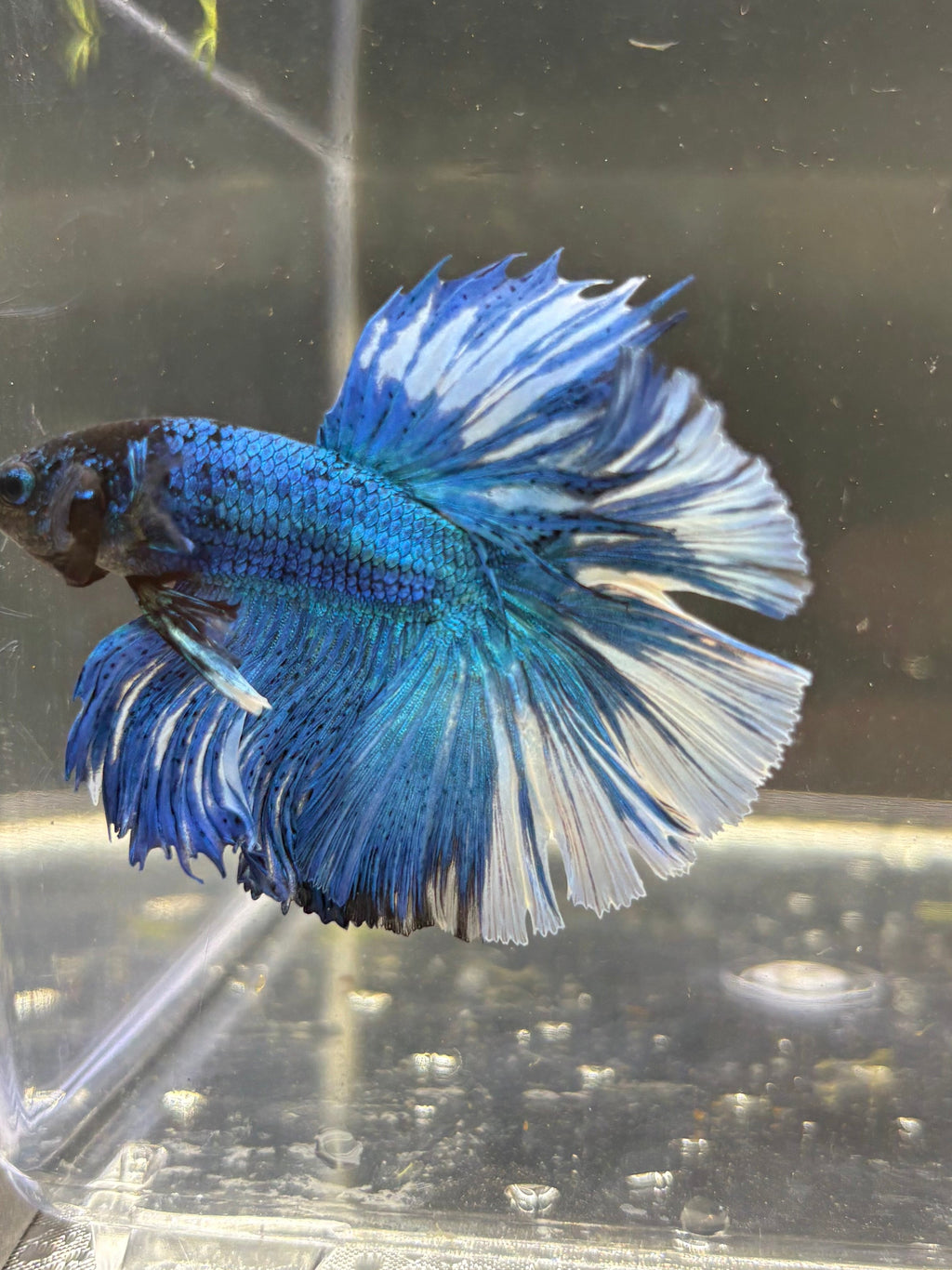 BLUE multicolor Halfmoon — M-005