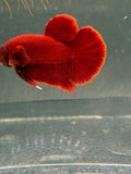 Super Red HMPK — M-011