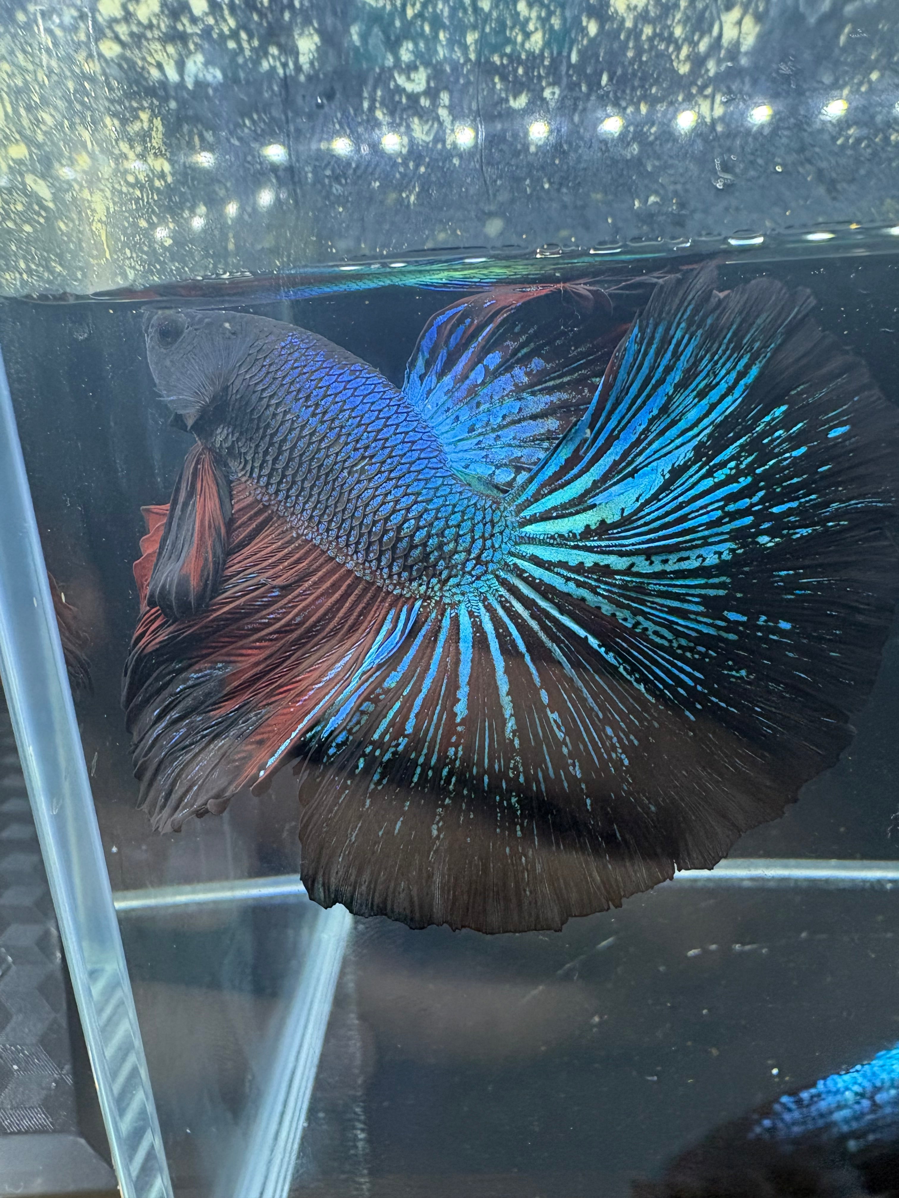Black Light Halfmoon Male Betta | CG-16