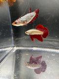 Red Dragon HMPK #1