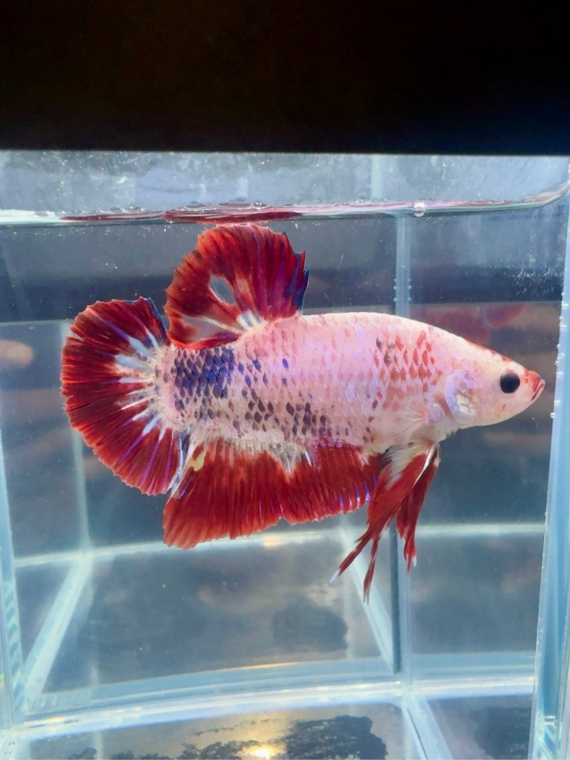 Multicolor Pink Fancy JUMBO GIANT HMPK Male | CG-81