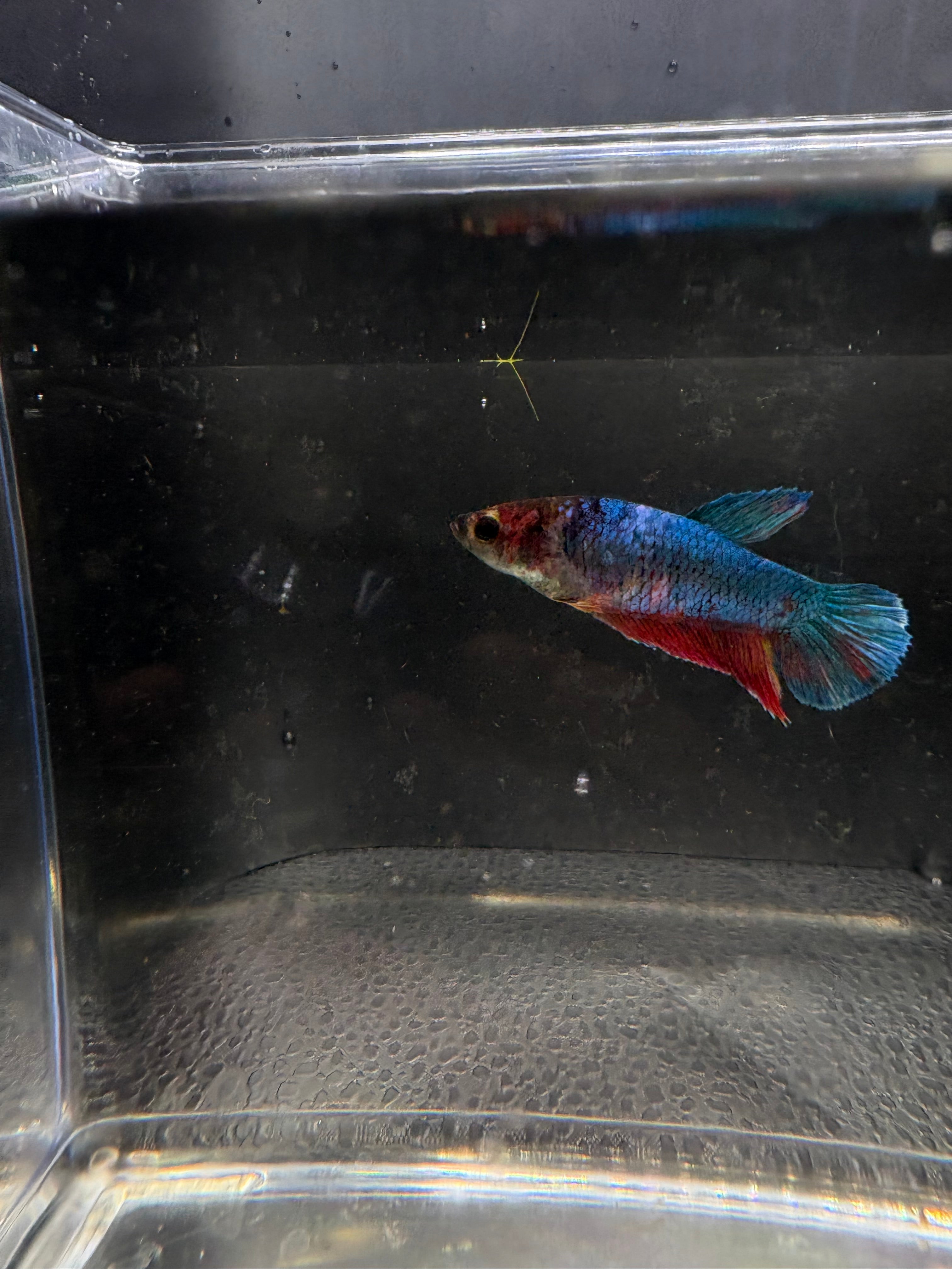 Giant HMPK Breeding Pair — Pareja 2