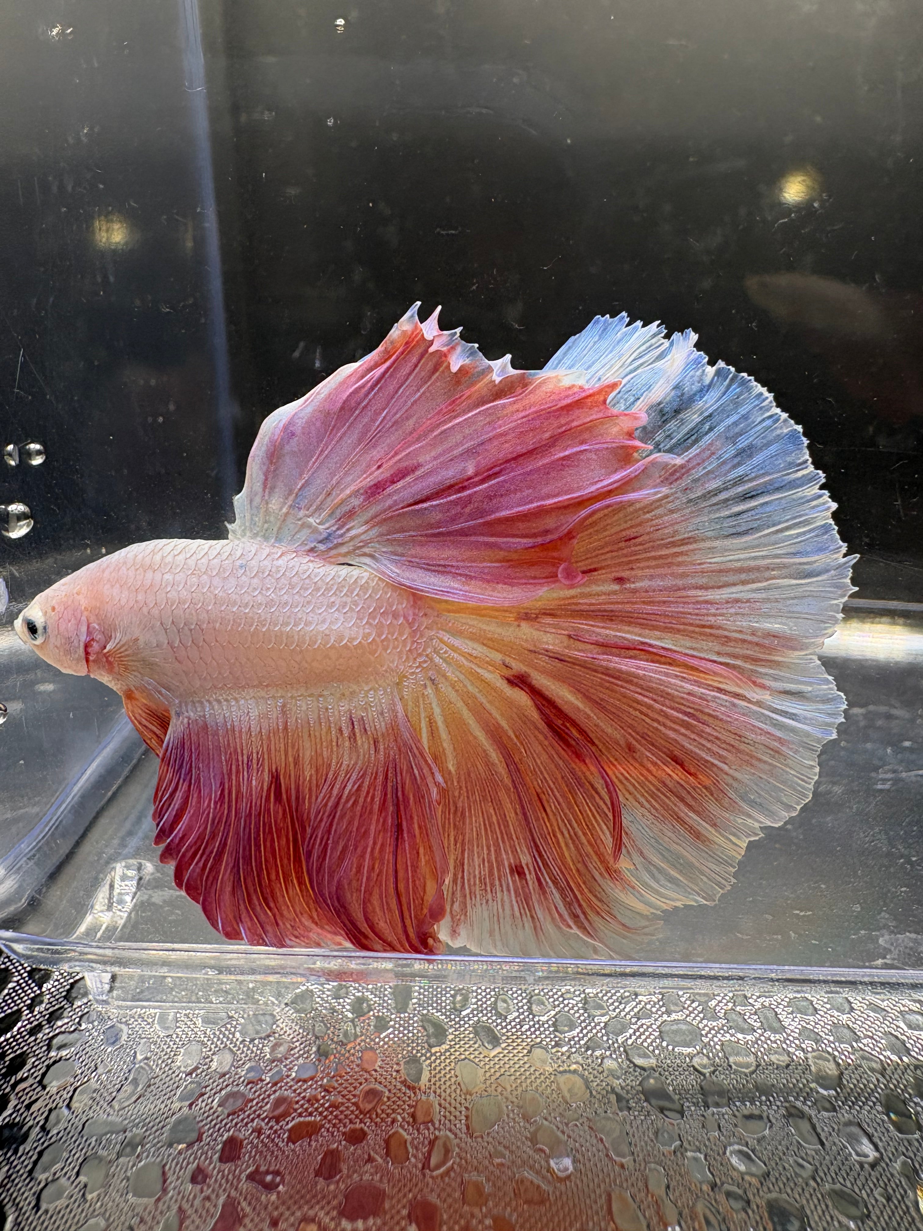 Unicornio HM — M-030