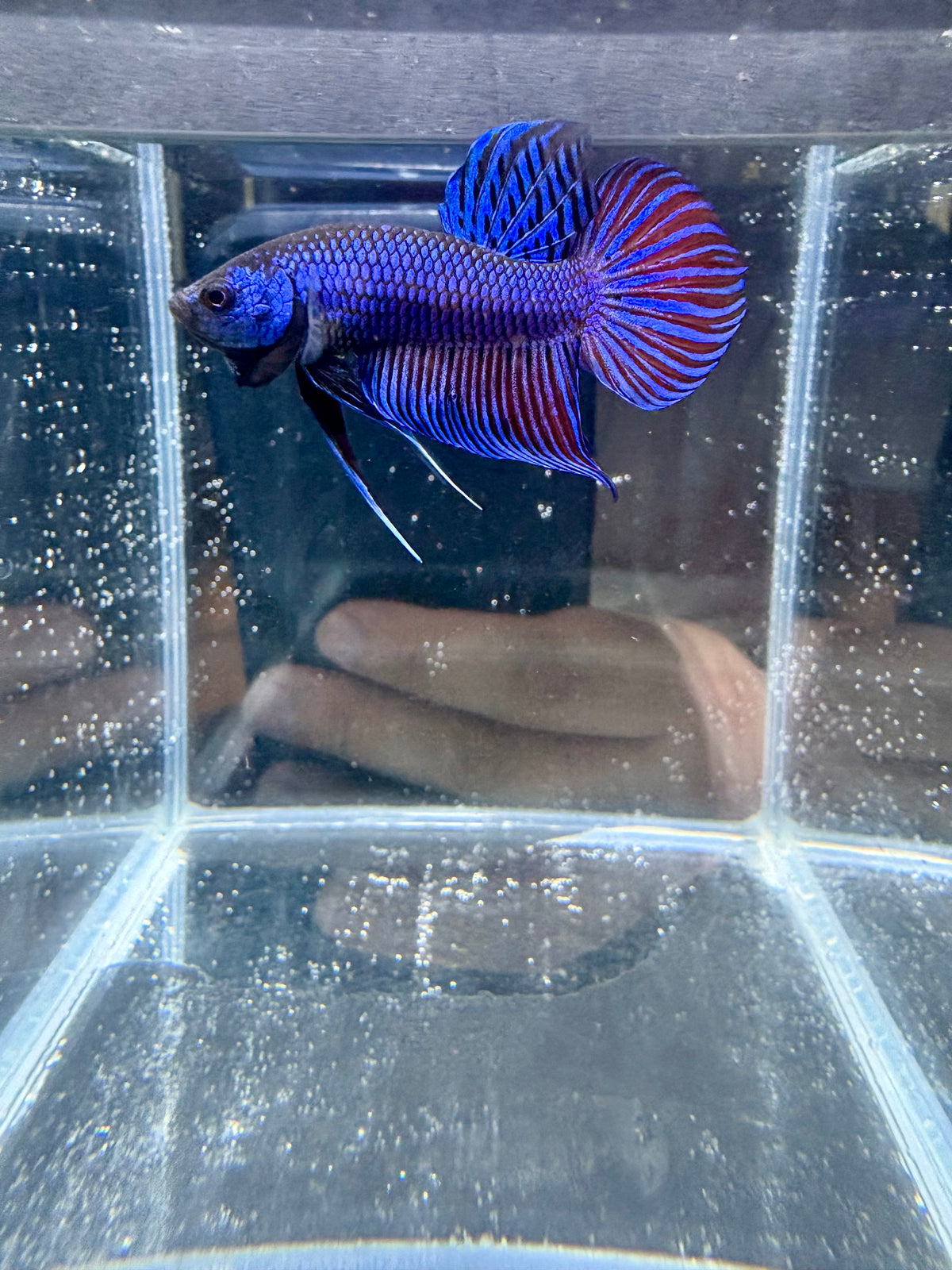 Blue Mahachai HMPK Live Betta Fish Male | CG-240