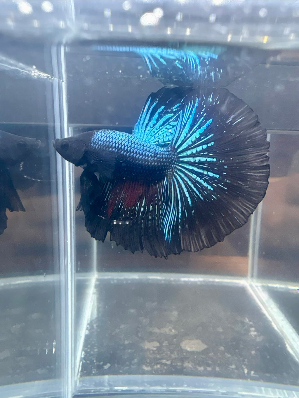Black Light Halfmoon Male Betta | CG-99