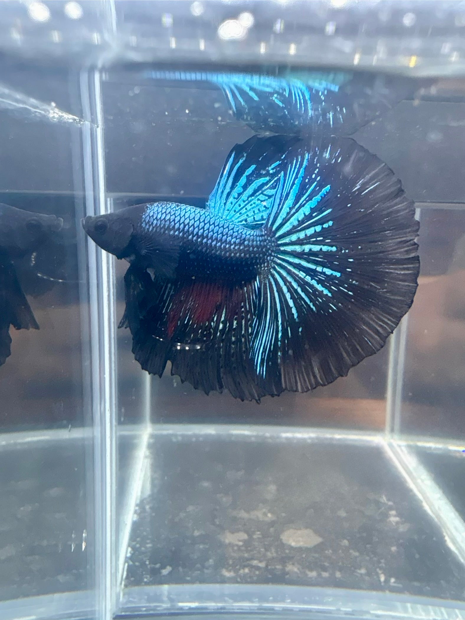 Black Light Halfmoon Male Betta | CG-99