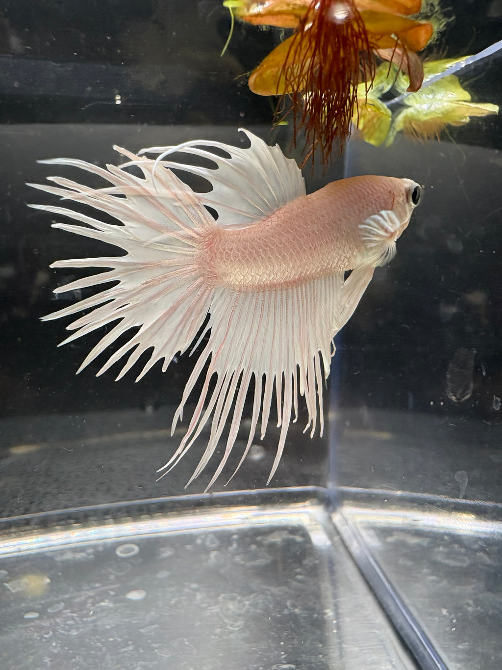 White Crowntail — M-030(1)