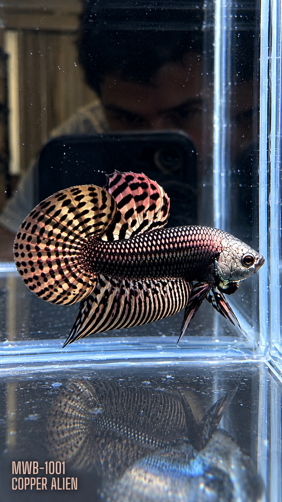 Alien Copper Live Betta Fish Male | Stock Photo