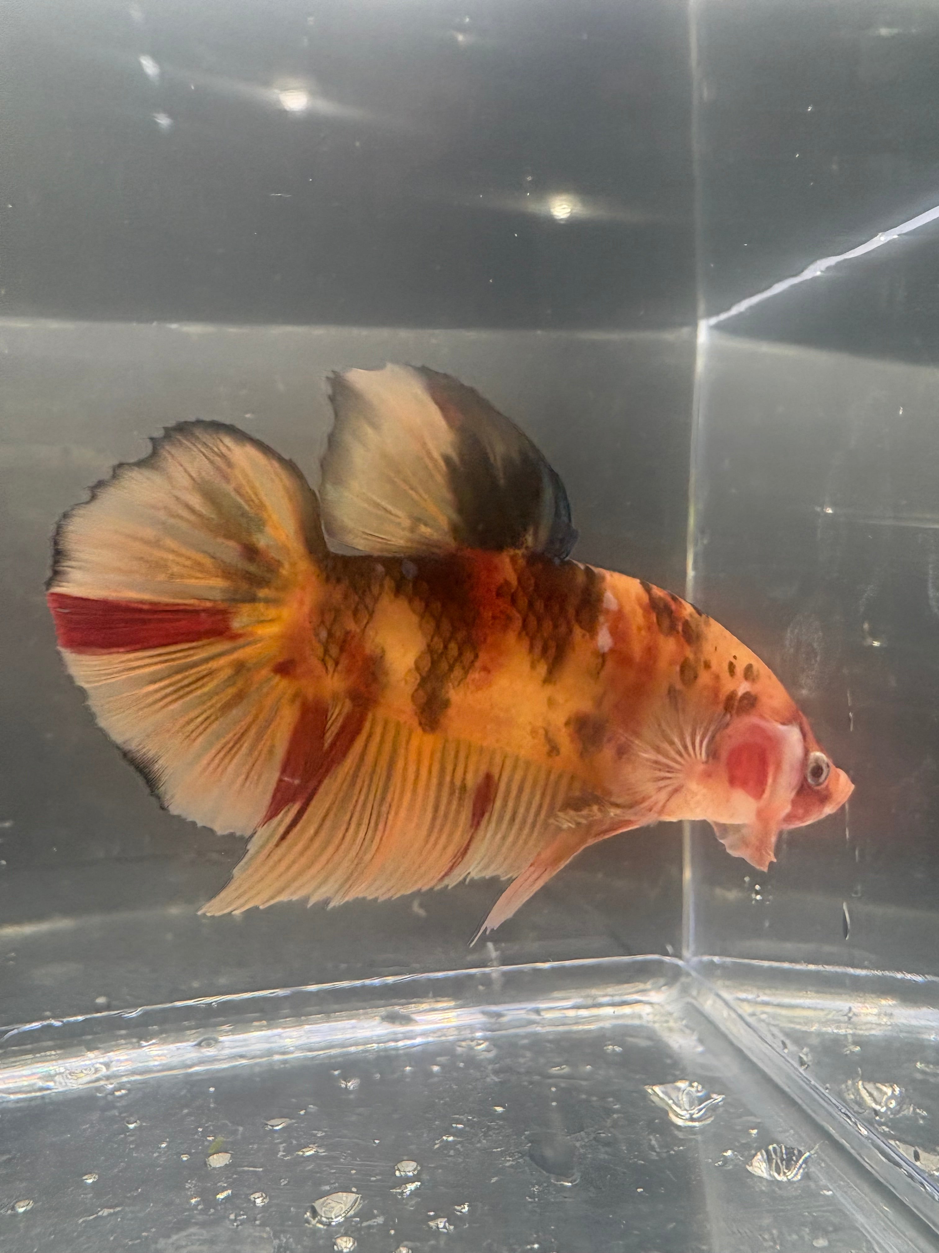 Jumbo KOI Giant Betta Male — G-001