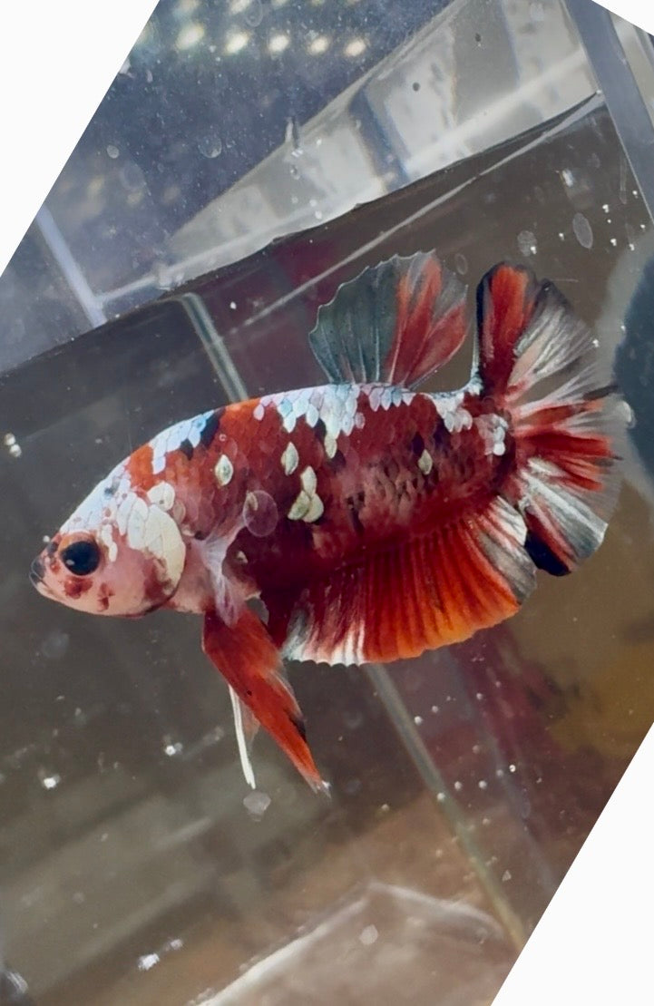 Red Koi Copper Male Betta | RZ-20